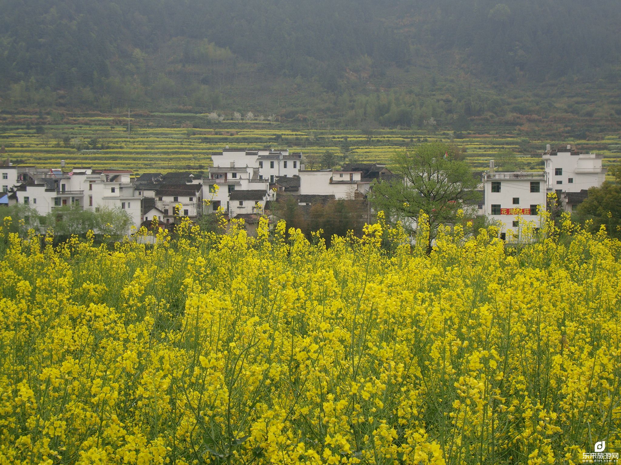 江西、貴州、四川、重慶、湖南、四省一市14日 春季賞花空調(diào)旅游專列