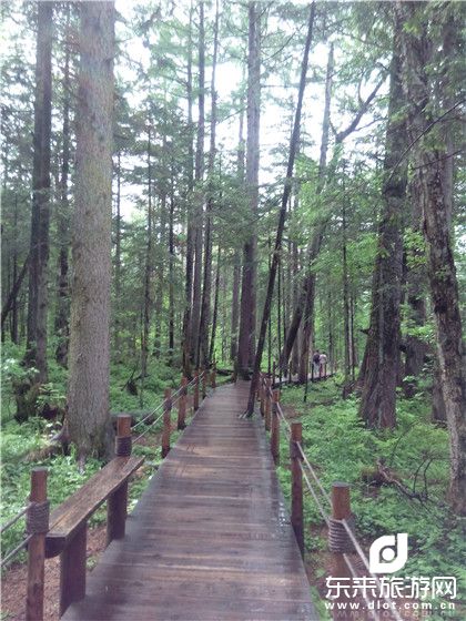 【團體專享】伊春、五營森林公園、湯旺河石林、嘉蔭茅蘭溝、恐龍地質(zhì)公園、雙臥5日清肺之旅