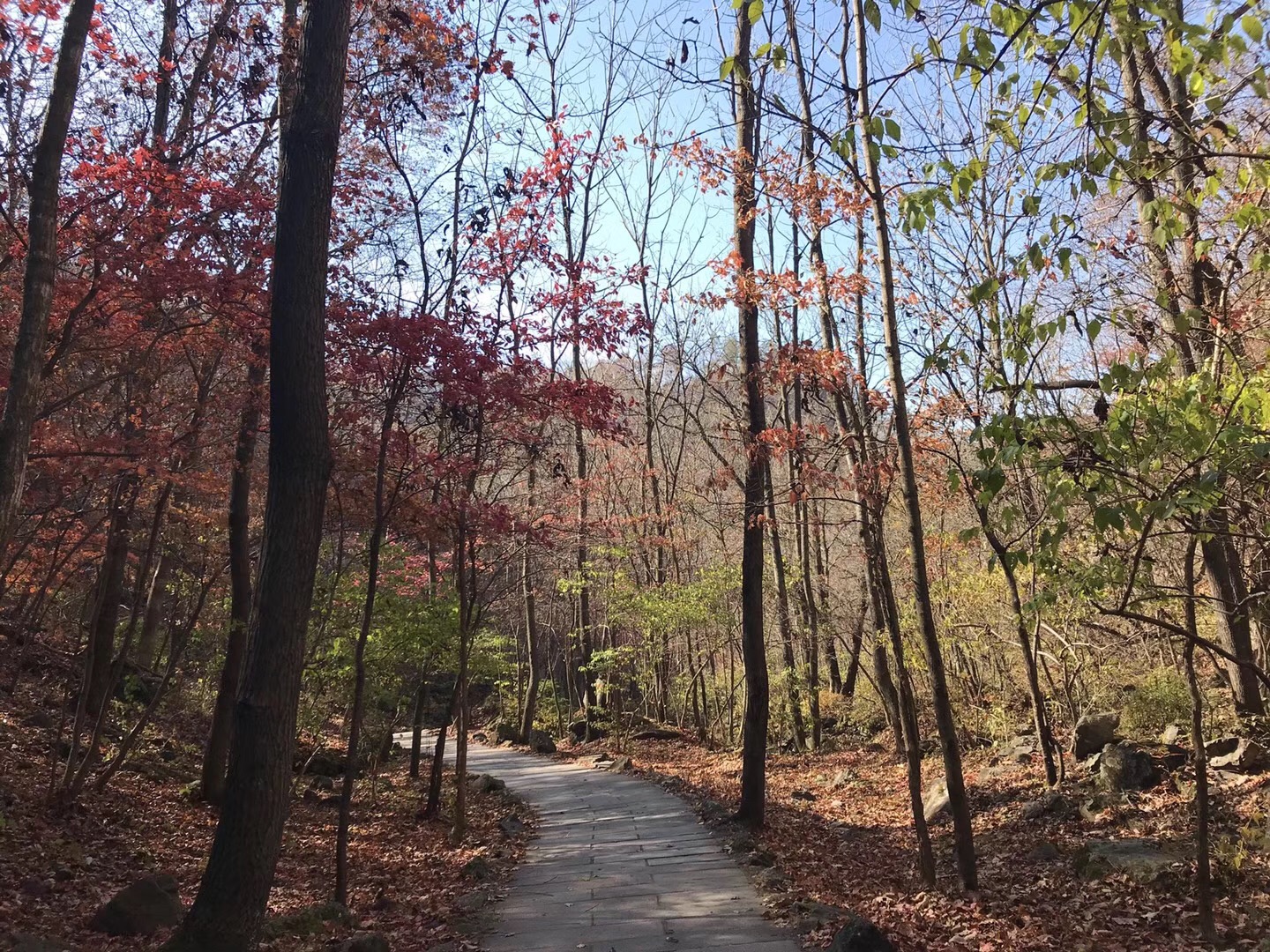 世界奇觀盤錦紅海灘、東北楓葉之王蒲石河森林公園、本溪水洞、三日游